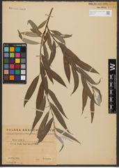 Foto von Salix alba L.